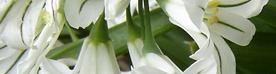 Season Image