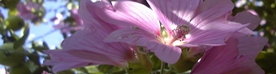 Season Image